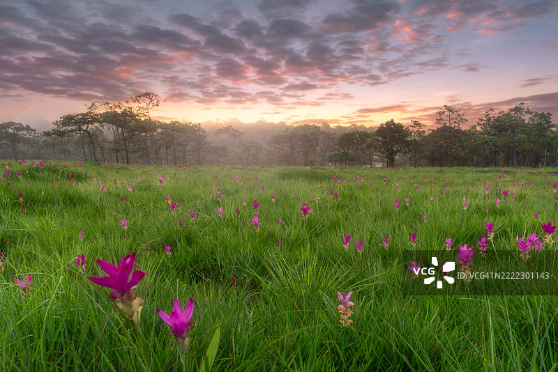 一片粉色花朵的田野，背景是多云的天空图片素材