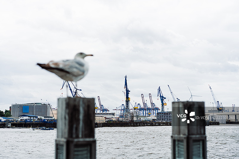 海鸥栖息在水边，背景是工业港口的起重机图片素材
