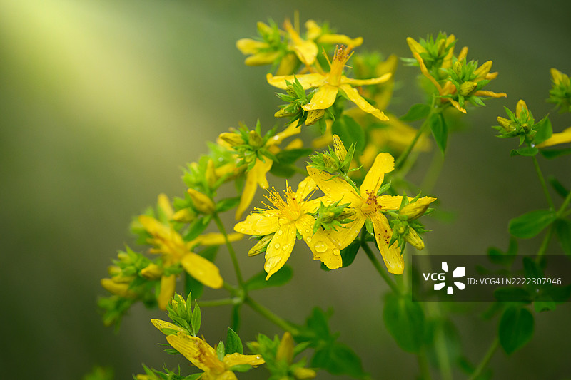 雨后阳光明媚，美丽的黄色花朵上沾满了雨滴。图片素材