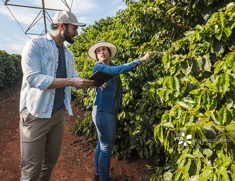 男女农民在种植园检查咖啡樱桃图片素材