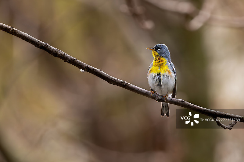 树冠中的歌曲：鸣禽的旋律，拉瓦尔，加拿大图片素材