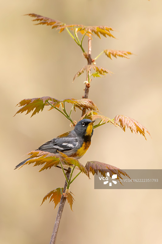 安大略省，加拿大，一只鸣禽栖息在植物上的特写镜头图片素材