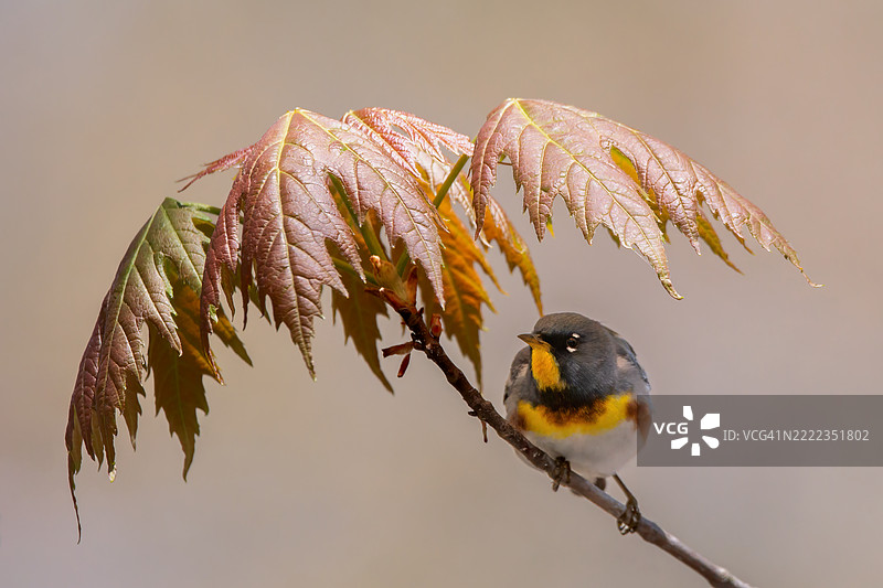 安大略省，加拿大，一只鸣禽栖息在植物上的特写镜头图片素材