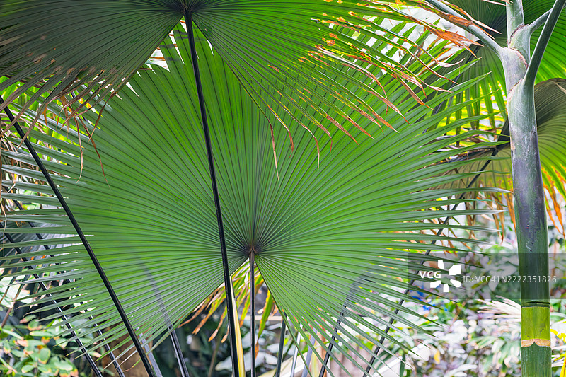 华盛顿特区的扇形棕榈树叶片层层展开，呈现出郁郁葱葱的绿色。图片素材