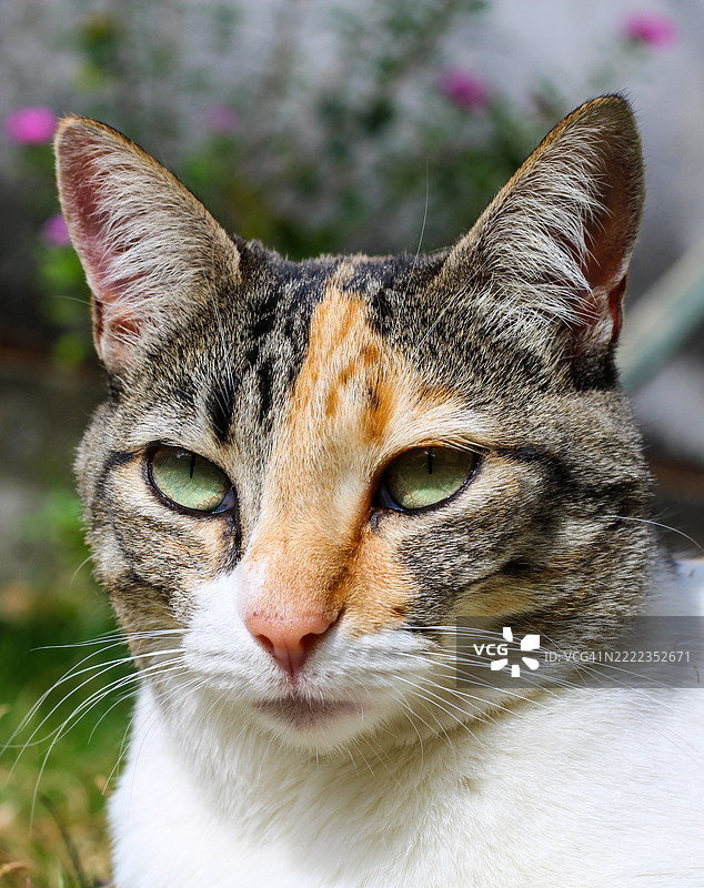 猫的特写，贝洛哈里藏特，米纳斯吉拉斯，巴西图片素材