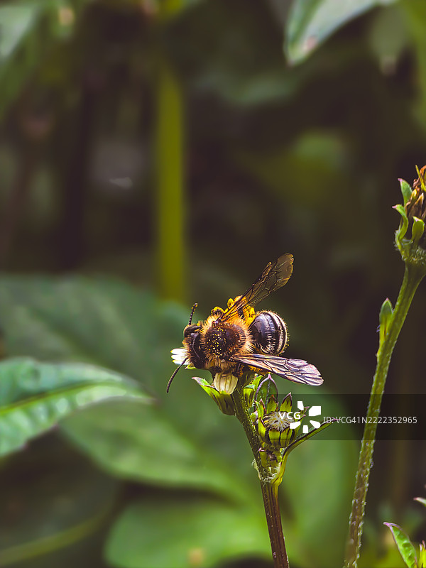 特内里费岛，加那利群岛，西班牙，一只蜜蜂在黄色花朵上的特写镜头图片素材