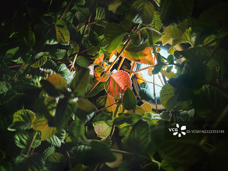 树叶特写，印度拉贾斯坦邦科塔图片素材