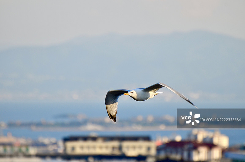 海鸥在土耳其海面上空飞翔的特写镜头图片素材