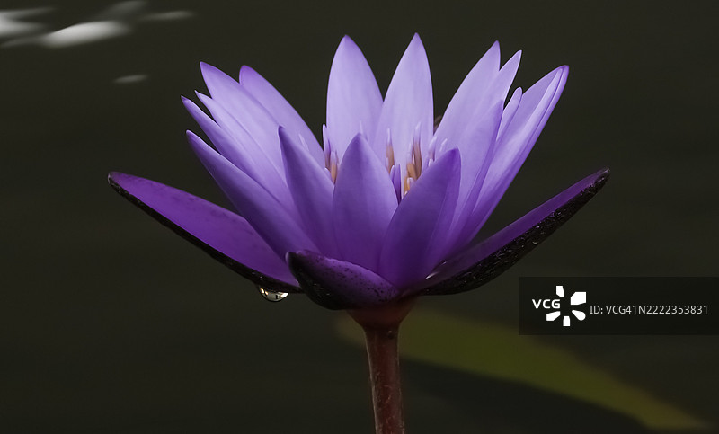 新加坡的睡莲特写图片素材