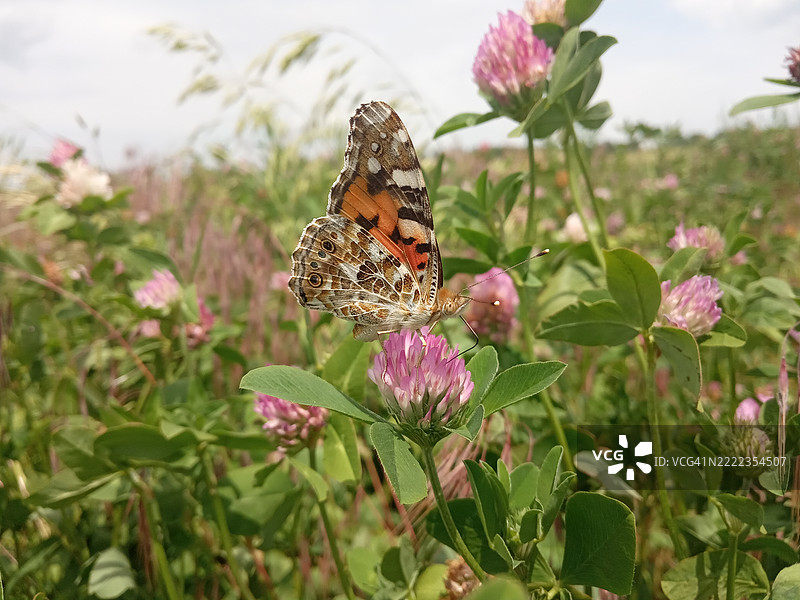 乌克兰粉色花朵上的蝴蝶特写图片素材