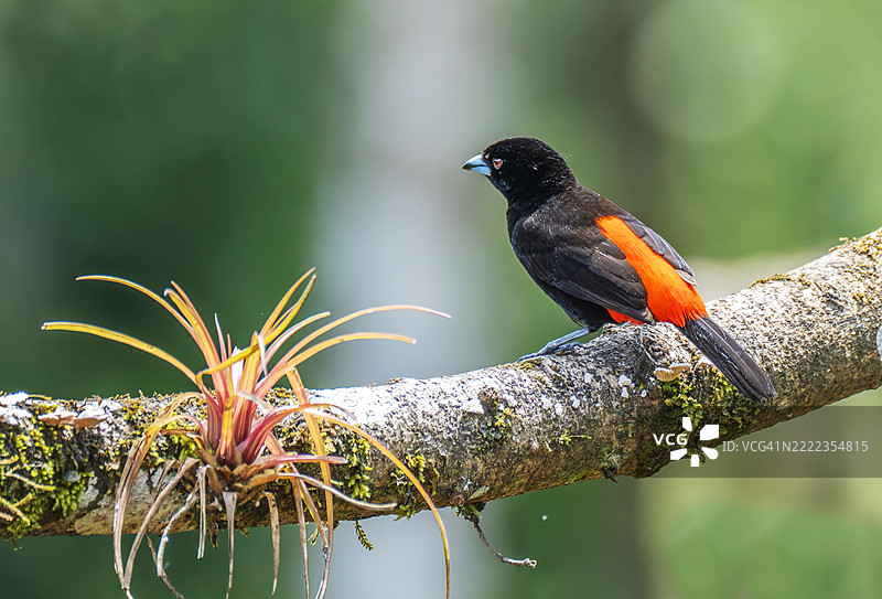 红臀唐纳雀栖息在树枝上图片素材