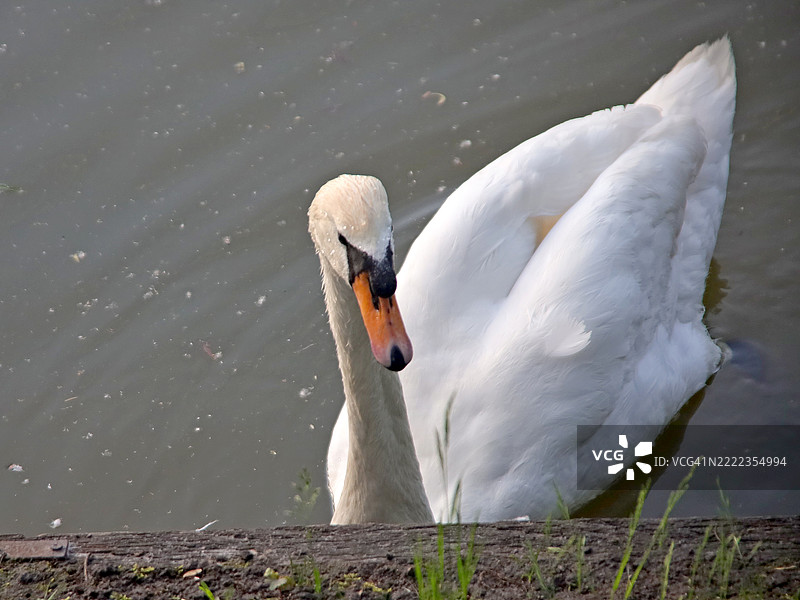 乌克兰湖面上游泳的天鹅俯视图图片素材
