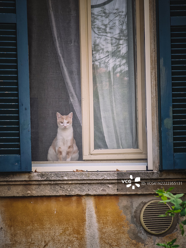 坐在窗边的猫的肖像，意大利贝尔加莫卡普里亚特圣杰尔瓦西奥图片素材