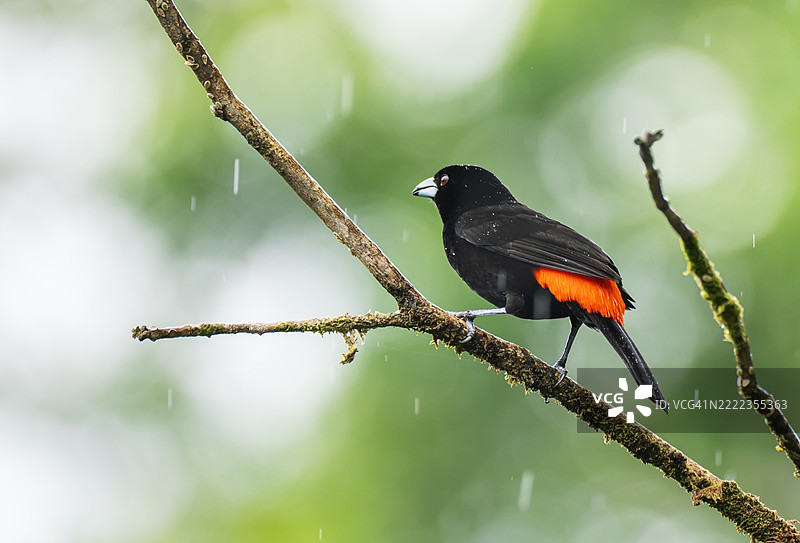 红臀唐纳雀栖息在树枝上图片素材