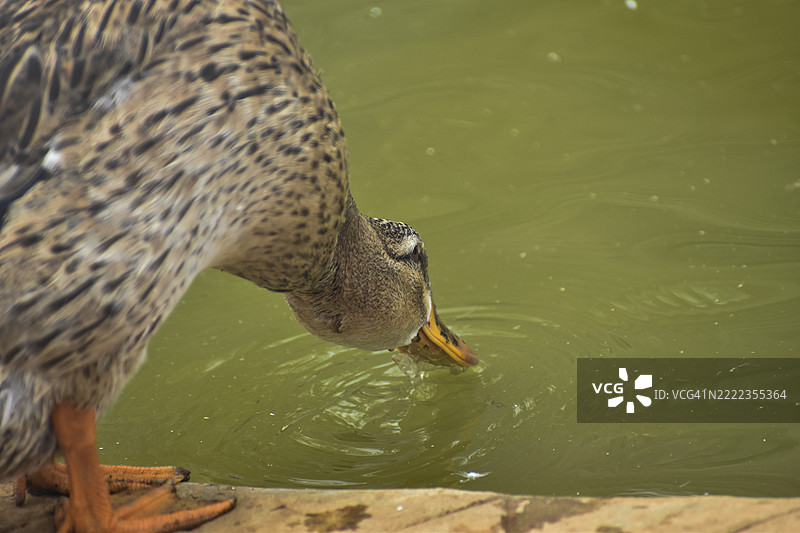 近距离拍摄在湖中游泳的绿头鸭，印度泰米尔纳德邦塞勒姆图片素材