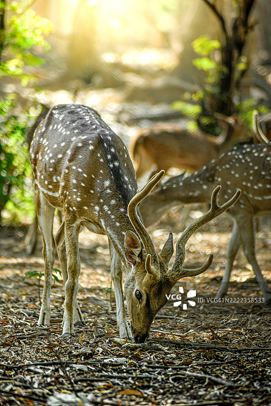 田野上轴鹿的特写图片素材