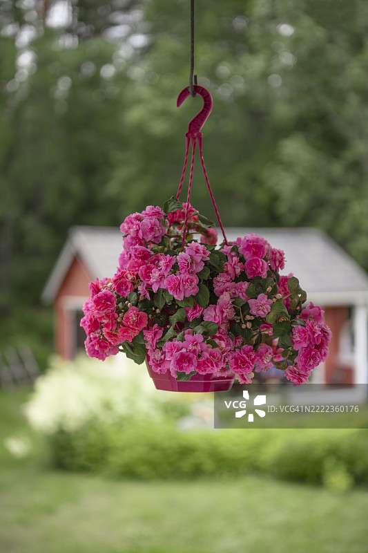 红色花朵从门廊下的悬挂花篮中优雅地垂落，背景是模糊的绿色森林，库存照片图片素材