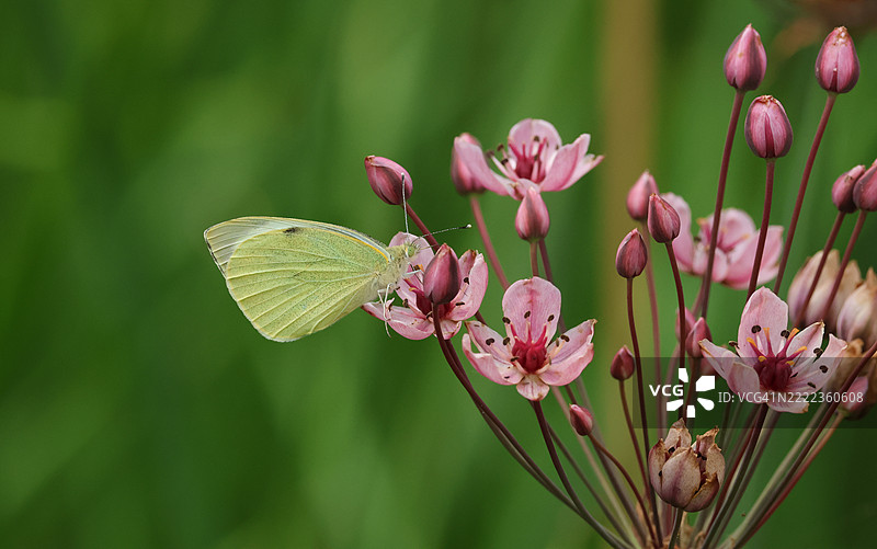 一只大白蝶（Pieris brassicae）在池塘边的花叶菖蒲上吸 nectar。图片素材