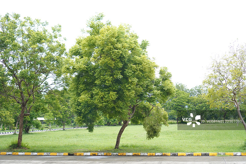 公园里的树木图片素材