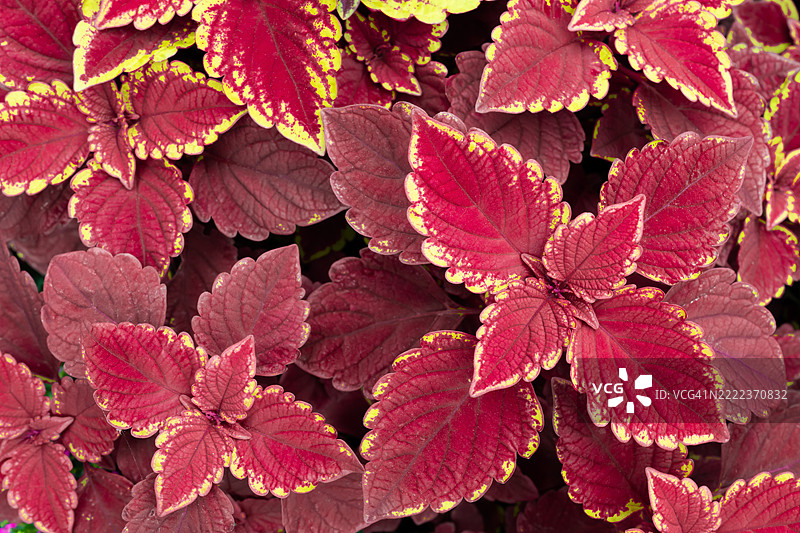 自然与花卉的美，红叶的全景拍摄图片素材