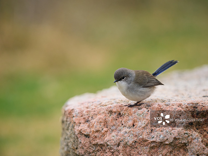澳大利亚超级仙鹟栖息在一种特有的岩石上。绿色虚化的柔和背景。可爱的小鸟。图片素材