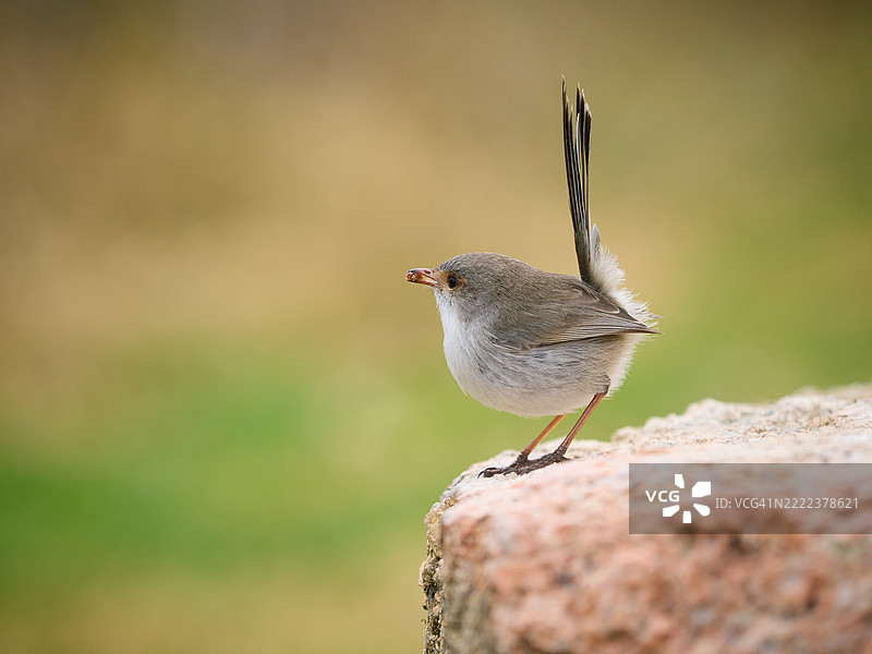 澳大利亚超级仙鹟栖息在一种特有岩石上。绿色虚化的柔和背景。可爱的小鸟嘴里叼着虫子。图片素材