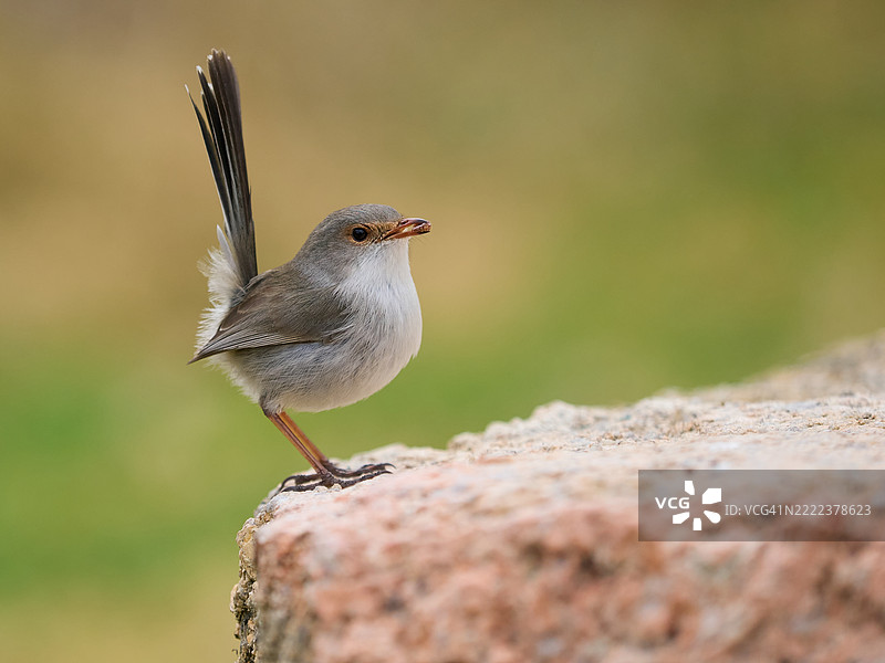 澳大利亚超级仙鹟栖息在一种特有的岩石上。绿色虚化的背景。可爱的小鸟嘴里叼着一只虫子。图片素材