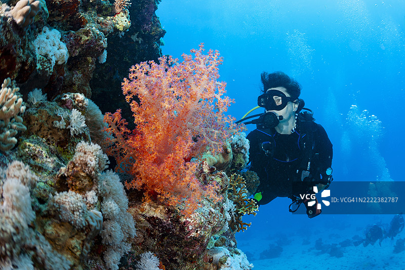 潜水和探索，刺状海绵 - Dendronephthya sp. 软珊瑚，背景中的女性潜水员。图片素材