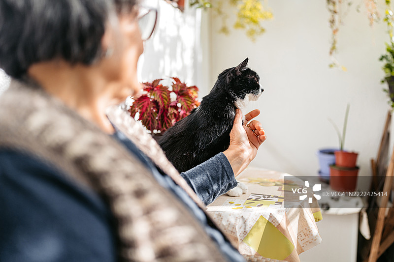 老年女性在家中的露台上抚摸她的黑猫图片素材