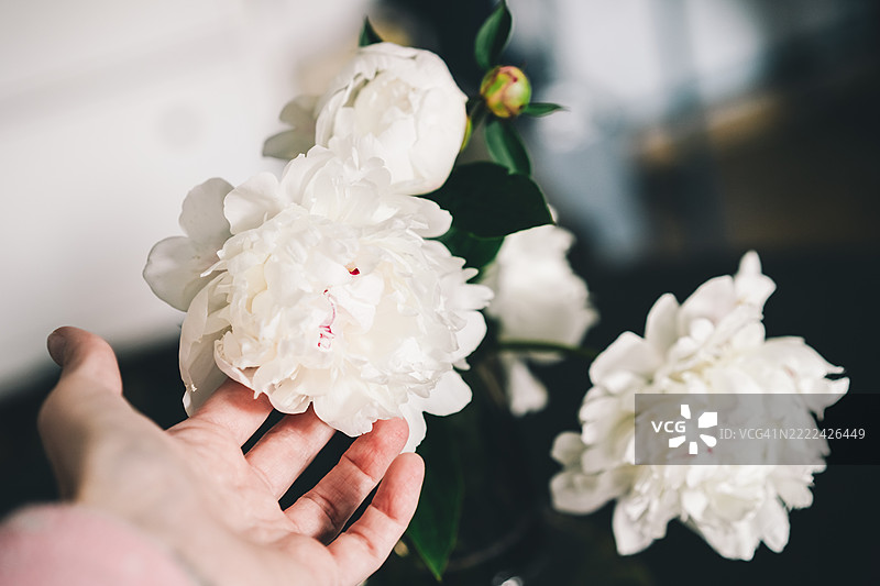 白色牡丹与手部特写，夏季时光。图片素材