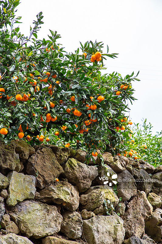 橘子树在石墙上图片素材