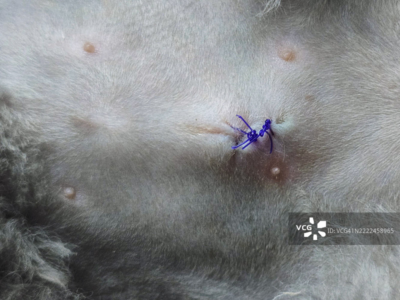 母猫绝育后的手术缝合线图片素材