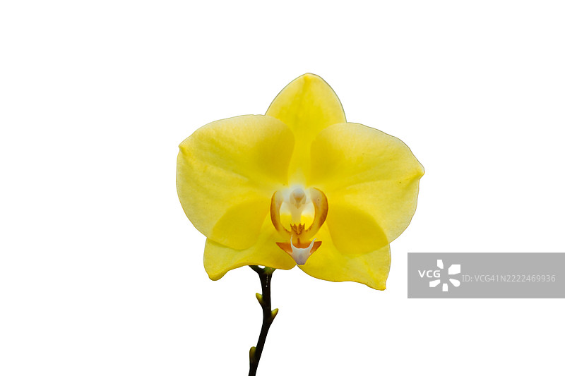 一朵黄色的花，中心是白色的图片素材