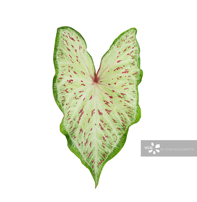 一片心形的叶子，上面有红色和白色的斑点图片素材