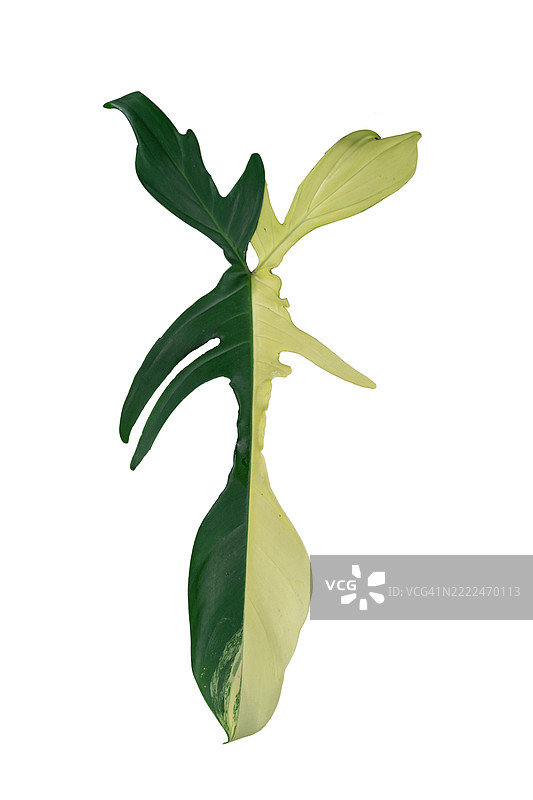 一片带有绿色和黄色条纹的叶子图片素材