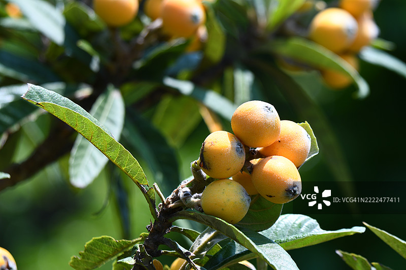 日本树上的水果特写图片素材
