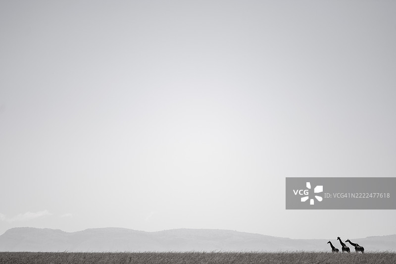 肯尼亚纳罗克，山上人们在晴朗的天空下。图片素材