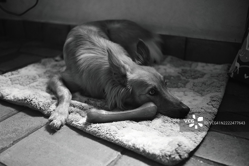 放松的狗特写，赫尔塞，拉里奥哈，西班牙图片素材