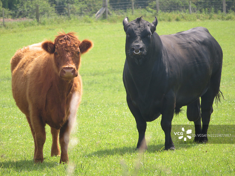 在田野上站着的牛，英国，英国图片素材