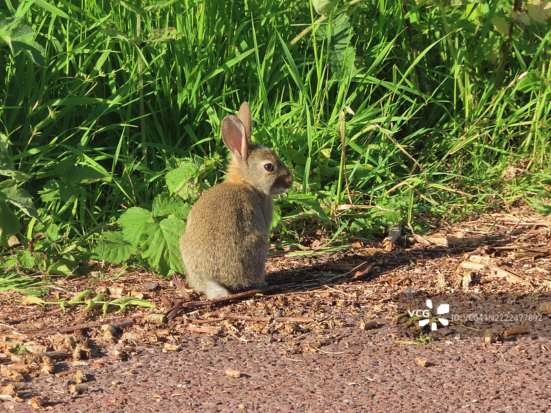 田野上的兔子特写，英国，英国图片素材