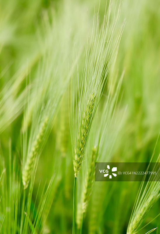 麦田特写，邓弗姆林，英国图片素材