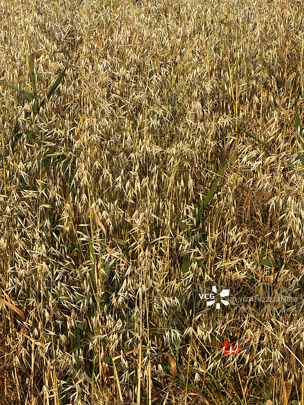 拉齐奥，意大利田野上的植物全景拍摄图片素材
