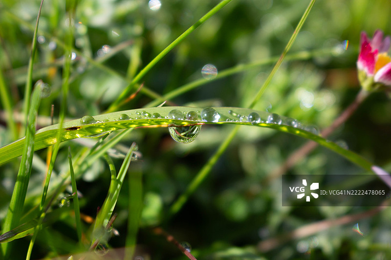 湿润草地的特写，西班牙阿斯图里亚斯公国图片素材