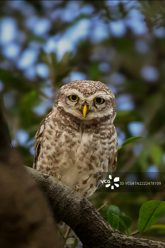 低角度视图的斑点猫头鹰在树枝上凝视，印度图片素材