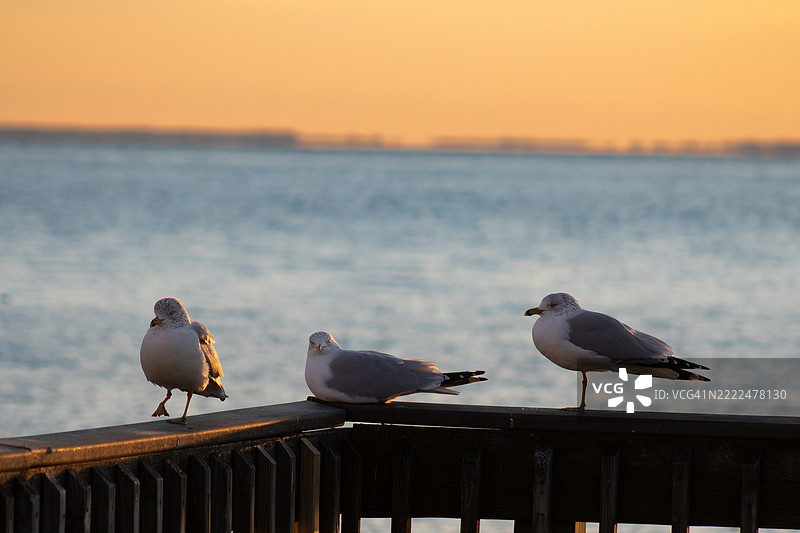 2024年2月15日 佳能T7 北滩木栈道 三只海鸥-topaz-锐化，北滩，马里兰州，美国图片素材