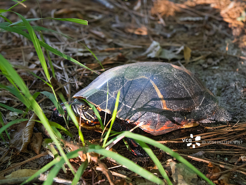 2024年6月20日 佳能T7 卡尔弗特悬崖州立公园 中部 画乌龟 10-topaz-denoise-sharpen，卢斯比，马里兰州，美国图片素材