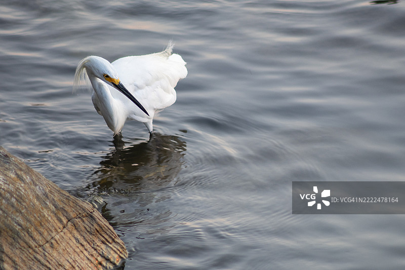 2024年8月16日 佳能R6 M2 北滩 雪白鹭在水中 2-topaz-sharpen，美国马里兰州图片素材