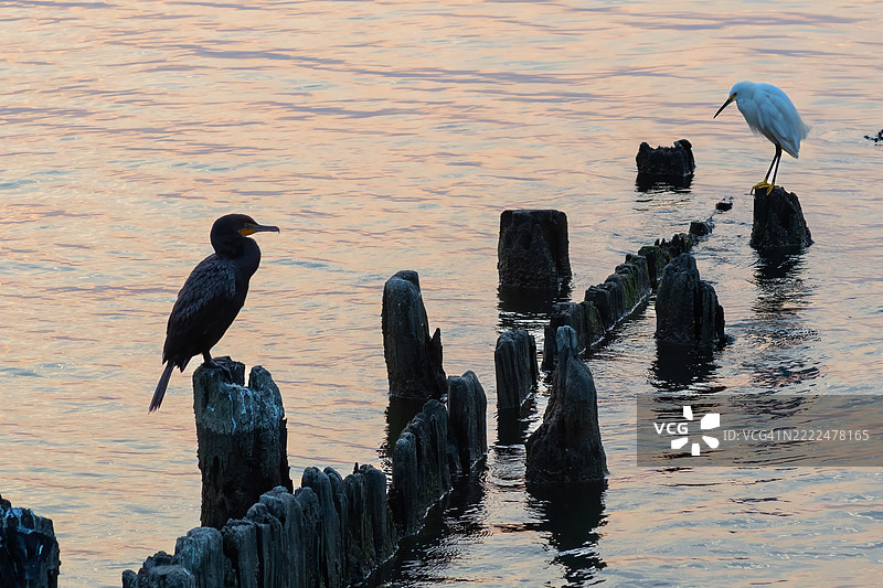 2024年8月16日 佳能R6 M2 北滩清晨 双排扣鸬鹚与白鹭栖息在栅栏上 - Topaz Deno，马里兰州，美国图片素材