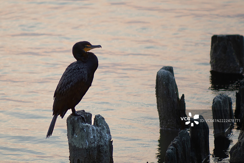 2024年8月16日 佳能R6 M2 北滩清晨 双排扣鸬鹚栖息在柱子上 3-锐化-去噪，马里兰州，美国图片素材