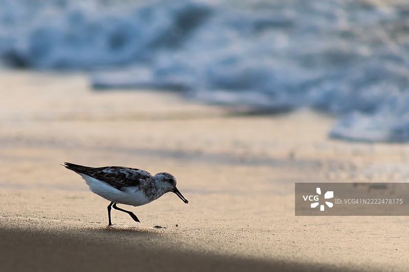 2024年8月27日 R6 M2 海洋城市海滩日出 半掌沙鸥 57-topaz-denoise-sharpen，海洋城市，马里兰州，美国图片素材
